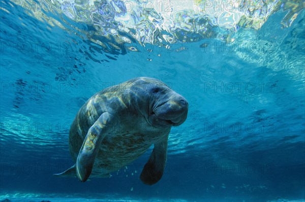 Manatee