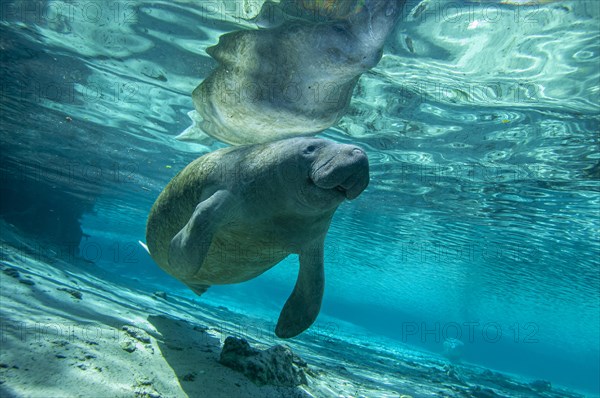 Manatee