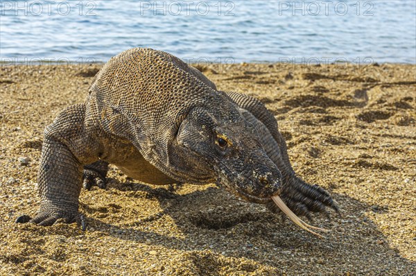 Komodo dragon