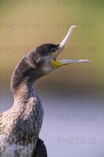 Great cormorant