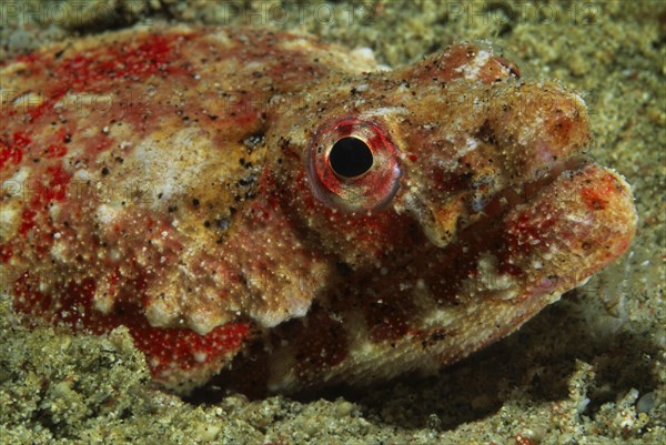 Stargazer snake eel