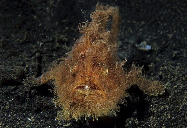 Shaggy frogfish