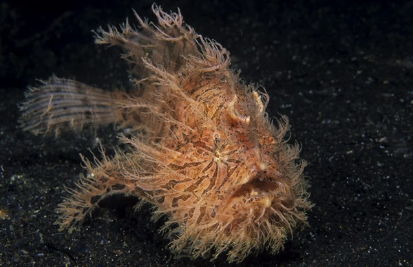 Shaggy frogfish