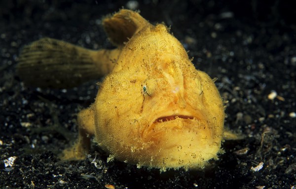 Giant frogfish