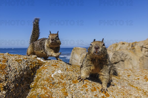 California Ground Squirrels