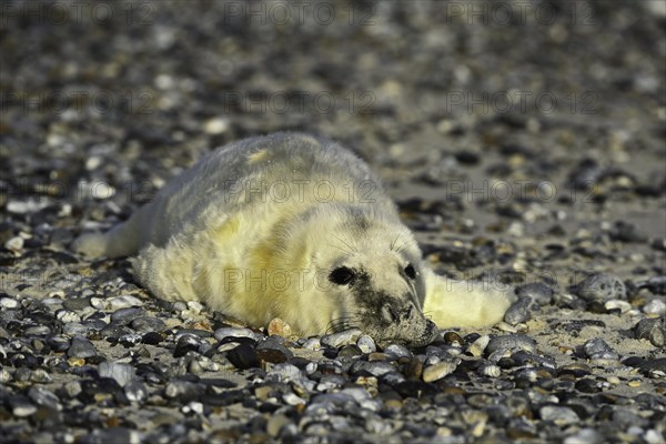 Grey seal