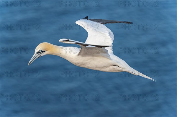 Northern gannet