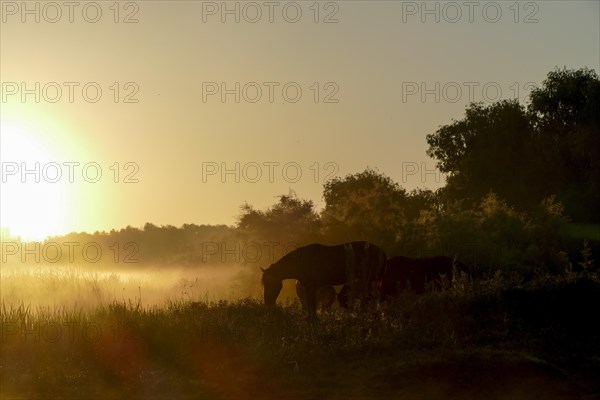 Sunrise with wild horses in the Danube Delta