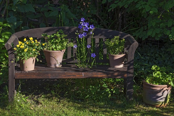 Flower pots with plants on a garden bench