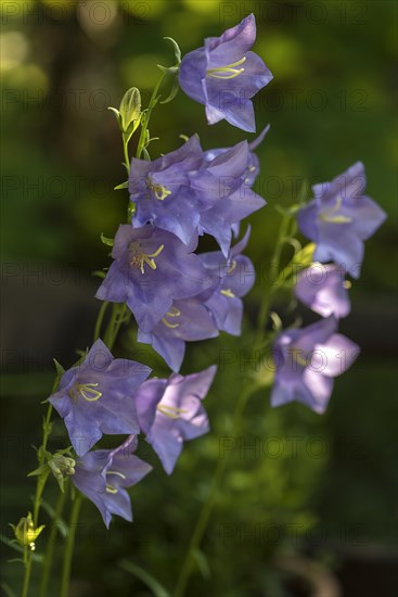 Peach-leaved bellflower