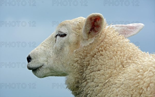 Unshaven Domestic sheep