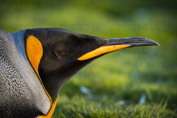 King penguin