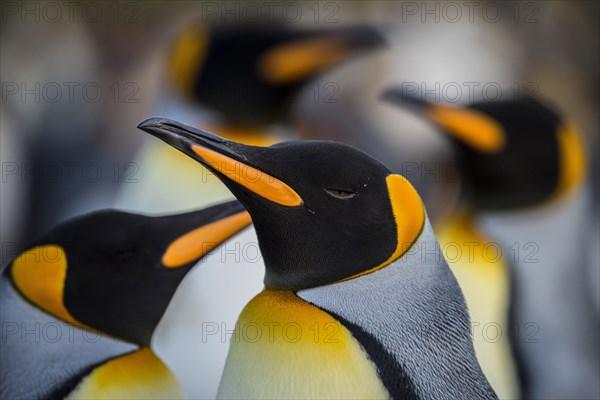 King penguins