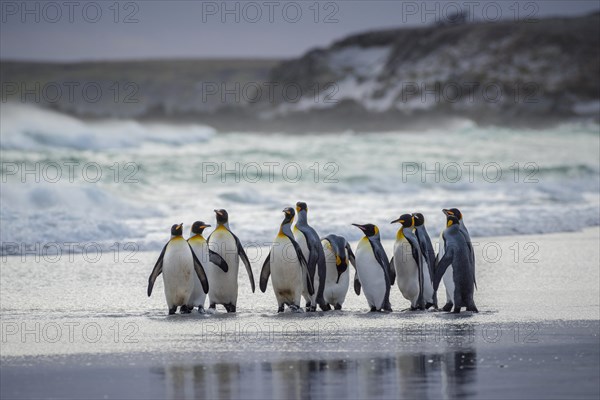 King penguins