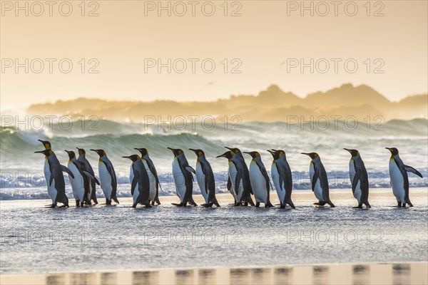 King penguins