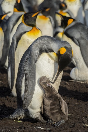 King penguin