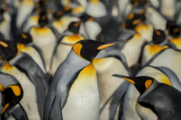 King penguins