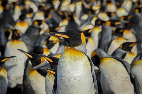 King penguins