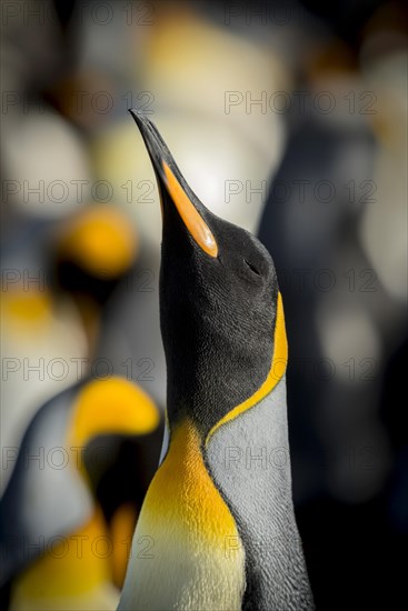 King penguins