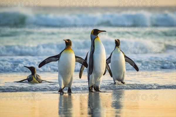 King penguins