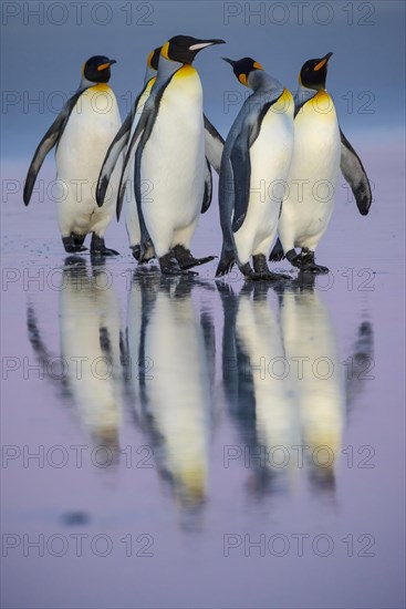 King penguins