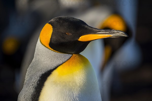 King penguin