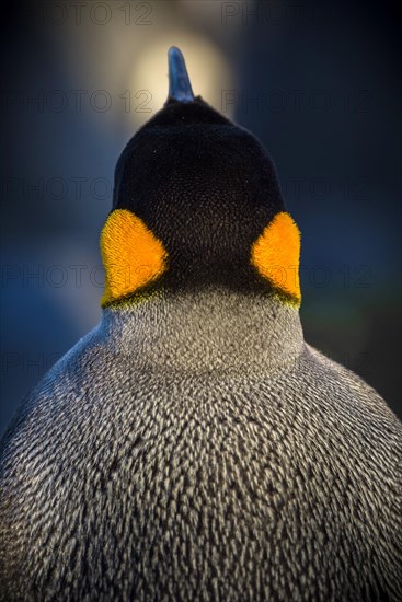 King penguin