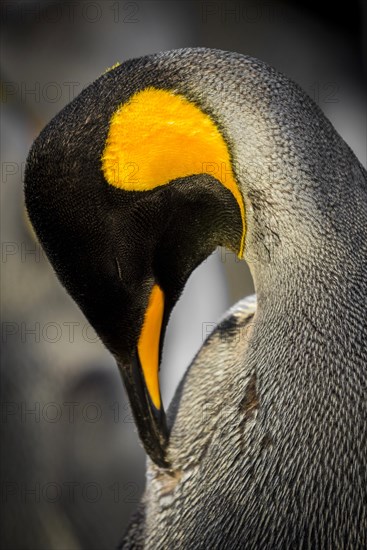 King penguin