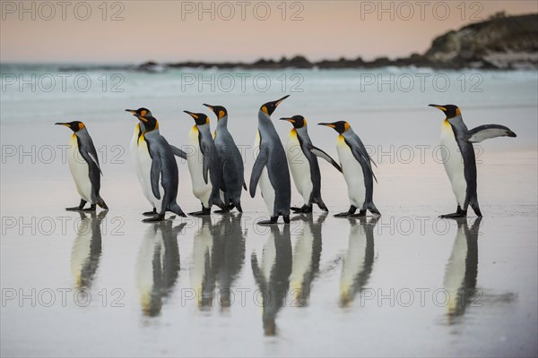 King penguins