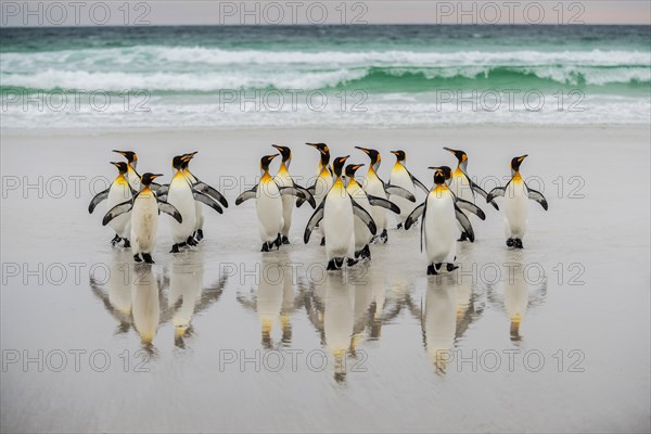 King penguins