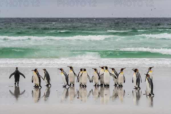 King penguins