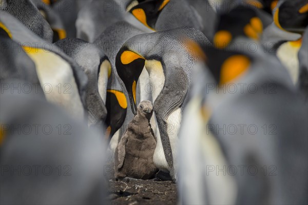 King penguin