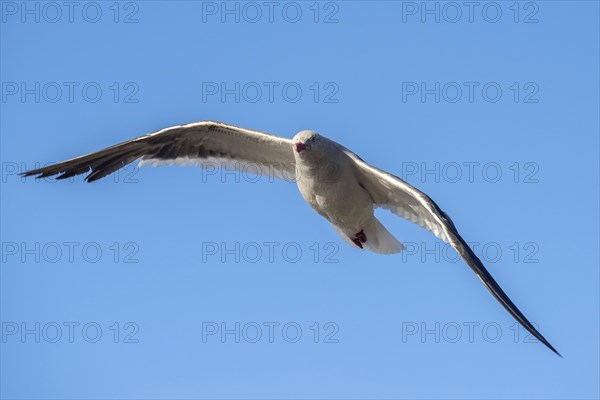 Red-billed Gull