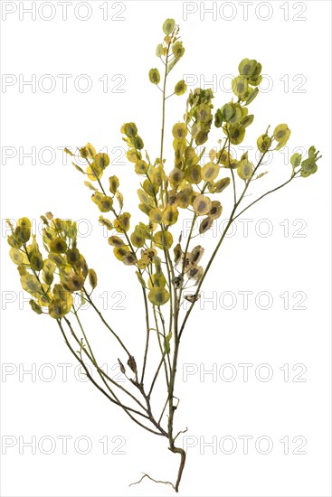 Field Penny-cress