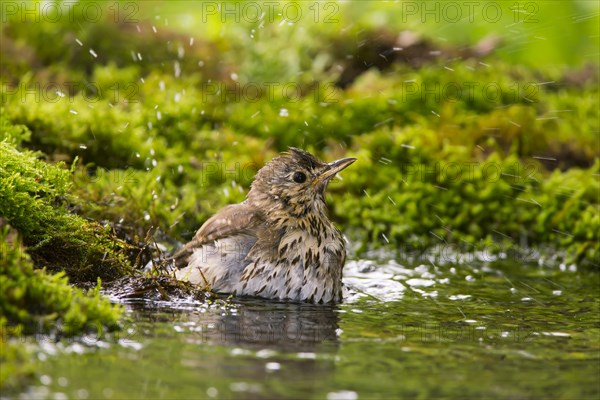 Song thrush
