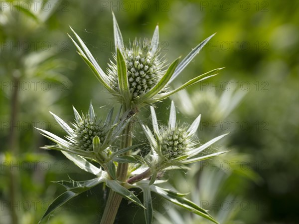 Mediterranean sea holly