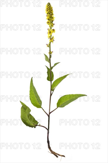 Great mullein