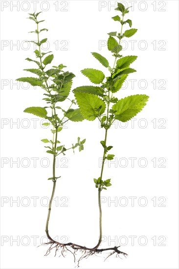 Lemon balm or