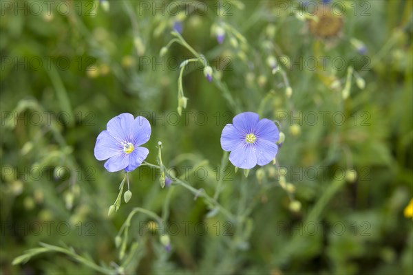 Perennial flax