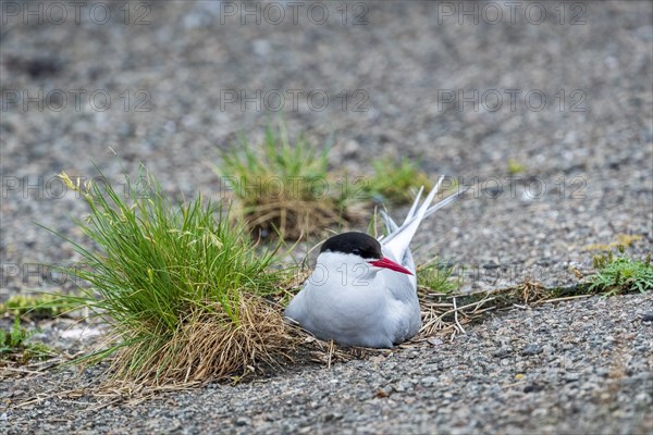 Arctic tern