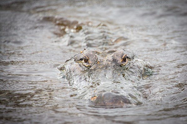 American alligator