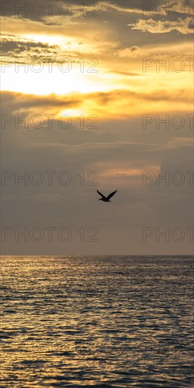 Flying Brown Pelican