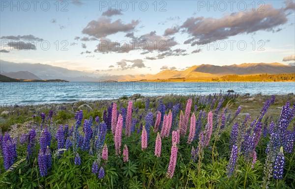 Purple and pink Large-leaved lupins