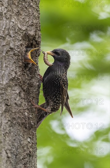 Starling