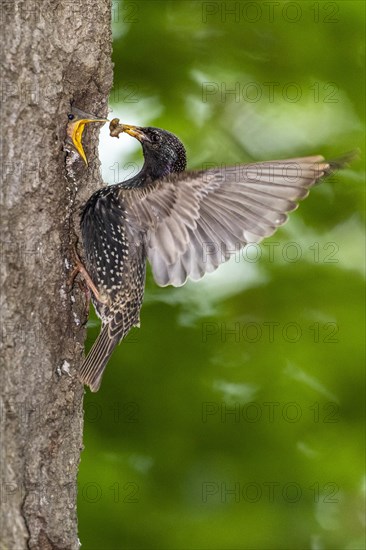 Starling