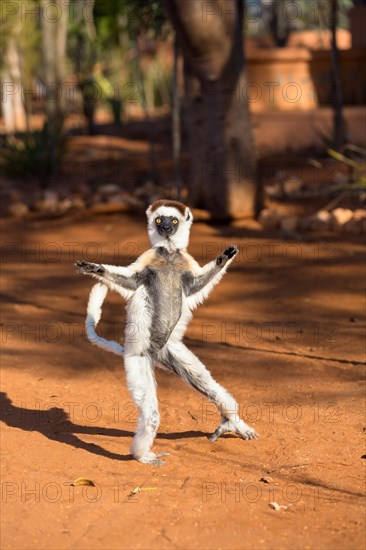 Verreaux's sifaka