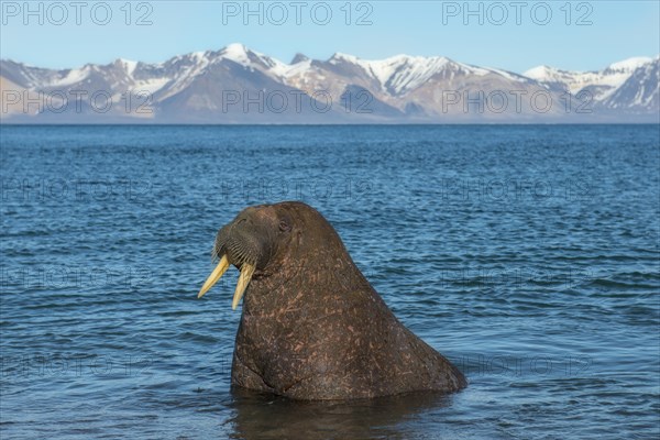 Walrus