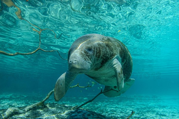 Manatee