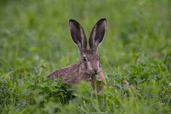 European hare