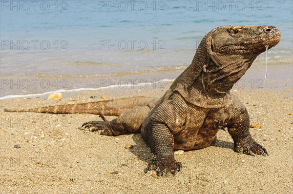 Komodo dragon